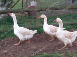Striking Embden Geese Goose Hatching Eggs