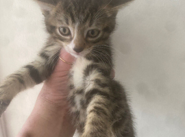Cute Male Kittens