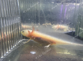 Lucy Axolotl