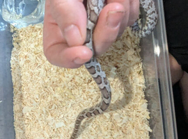 Anery corn snake, still a baby