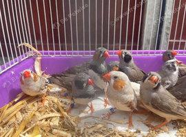 Beautiful Young Zebra Finch PAIRS