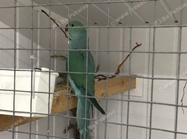 Baby blue Indian ringneck