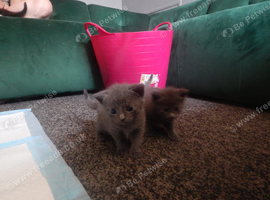 Kittens for sale