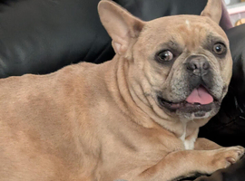 BEAUTIFUL FRENCHI3 X BULLY HIGH HYBRID PUPPIES