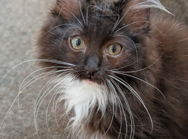 Gorgeous Fluffy Tuxedo Ragdoll Boy