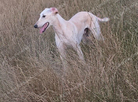 Sulkie greyhound