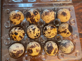 Hatching Coturnix quail eggs x12