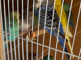3 budgies looking for new home