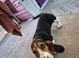 Basset hound puppy female