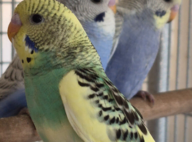 Violet/ pied baby budgies