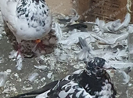 Pakistani pigeon