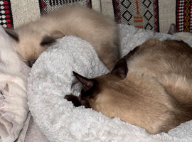 Ragdoll kitten