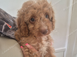 Pedigree Cavapoos