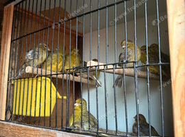 Canaries