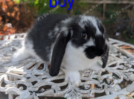 Pure french lops