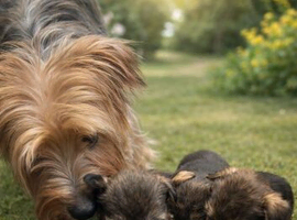 Mum is a beautiful miniature Yorkshire terrier and  Dad is a kc registered miniature schnauzer