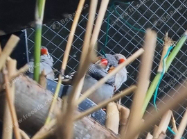 Zebra Finch's Mixed Ages.