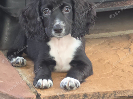 Cocker spaniel pups ready now quick sale