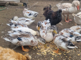 2026 bred miniature silver appleyard drakes