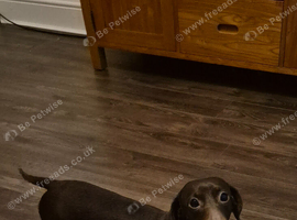 Dashund bitch