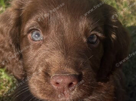 Gorgeous Bundle of Cockerspaniels