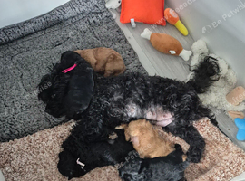 Yorkiepoo puppies
