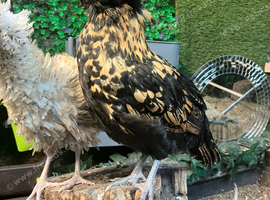 Polish bantam hen