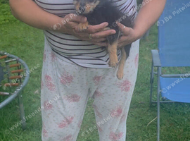 Jack Russell girl pup