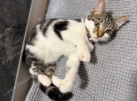 19 Week Female Kitten (beautiful unique markings)