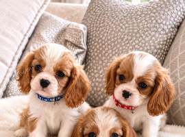 Cavalier King Charles pups