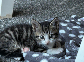 Stunning grey and beige tabby&rsquo;s part Maine coon