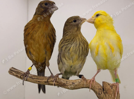 x3 canary&rsquo;s available