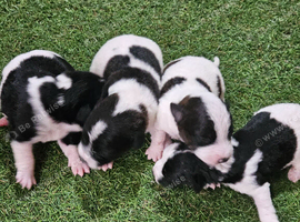 Parson  Russells terriers