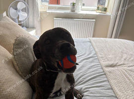 8 year old staffie cross