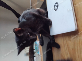 3 Black kittens