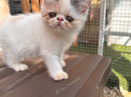 Beautiful kittens ready now