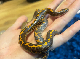 Sand boa