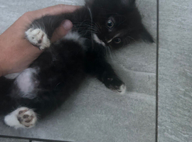 Fluffy kitten
