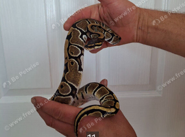 ROYAL PYTHONS FOR SALE - MALES & FEMALES AVAILABLE
