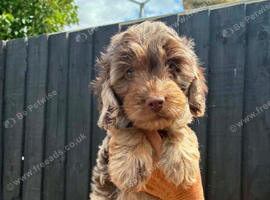 Gorgeous Cockapoo Puppies