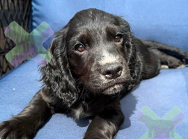Kc cocker spaniels boy only 17 dna health tested