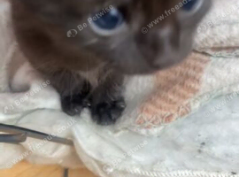 2 black kittens
