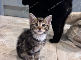One tabby boy left! Ready asap