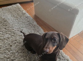 Beautiful 3 year old female Dachshund