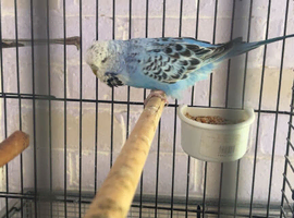 3 young budgies