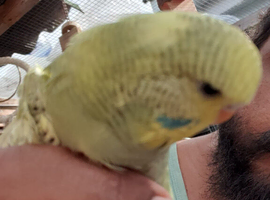 6 week old baby budgies