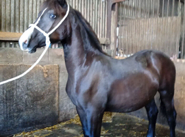 Donallt Lucky Stardust