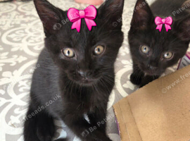 2 Maine coon x British shorthair kittens