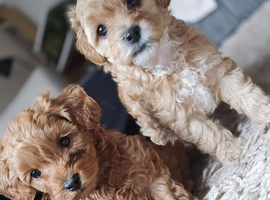 Toy Poodles ready next week