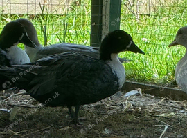 Pair of call ducks+ spare male
